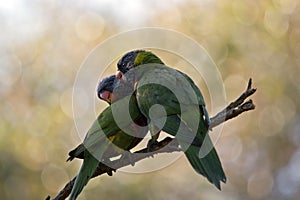 Two rainbow lorikeets