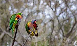 Two rainbow lorikeets preening