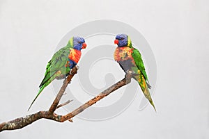 Rainbow lorikeets sitting on a branch