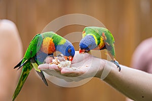 Two Rainbow Lorikeets sitting on human Hand and Feeding, Queensland, Australia