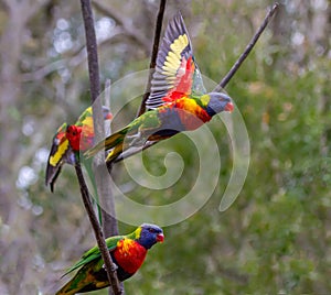 Two rainbow lorikeets with wings open while a third is sitting on a branch