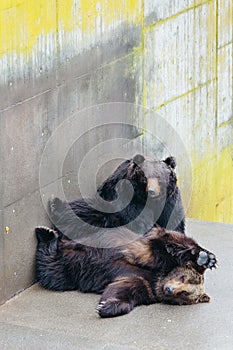 Two raised brown bear sleep on the concrete ground in animal area at Noboribetsu Bear Park in Hokkaido, Japan