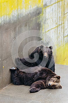 Two raised brown bear sleep on the concrete ground in animal area at Noboribetsu Bear Park in Hokkaido, Japan