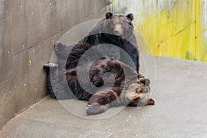 Two raised Brown Bear sleep on the concrete ground in animal area at Noboribetsu Bear Park in Hokkaido, Japan