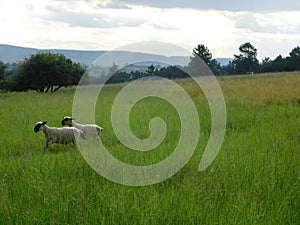 Two ram Hampshire rams running in a bright green grass field with rows of trees on the horizon
