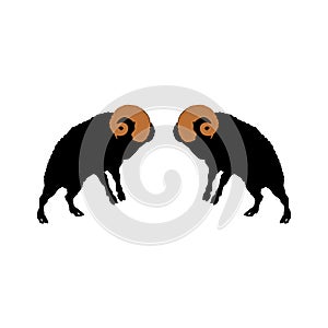 two rams fighting isolated on white background
