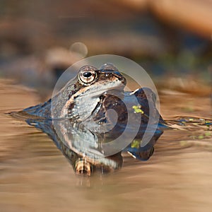 Two rana arvalis moor frogs