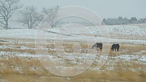 Two ranch horses grazing in a meadow as it snows