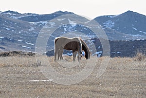 Two ranch horses on a hill pasture in Wyoming.