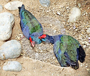 Two rare birds - takahe