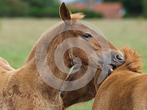 Two Rare Breed Foals