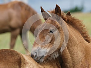 Two Rare Breed Foals