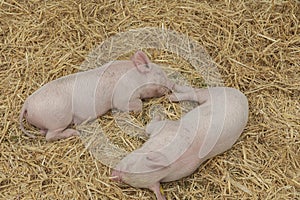 Two rare breed piglets asleep on some straw
