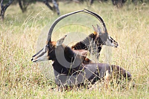 Two Rare Sable antelopes photo