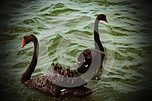 Two rare wild black swans on a calm and tranquil lake with a vignette effect