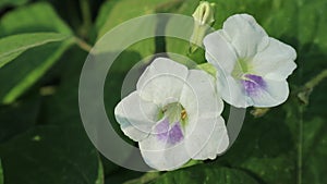 Two rare wild white flowers and bud close up