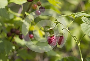 Two raspberries photo