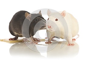 Two rat isolated photo