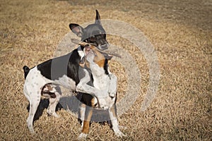 Two dogs play with stick