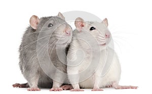 Two rats, 12 months old