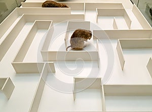 Two rats are in different parts of the white maze.