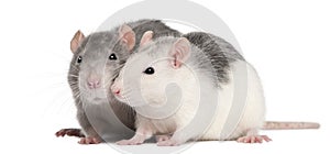 Two rats, 12 months old, in front of white background