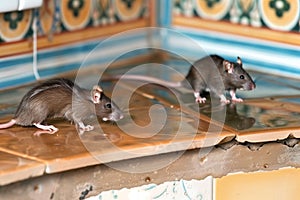 two rats scurrying over kitchen tiles