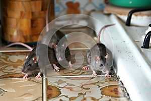 two rats scurrying over kitchen tiles