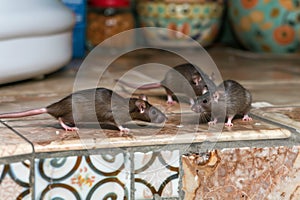 two rats scurrying over kitchen tiles