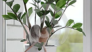 Two rats are sitting in a pot with a houseplant. Red and colored mouse in the leaves of Zamioculcas. Rodents on a white