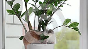Two rats are sitting in a pot with a houseplant. Red and colored mouse in the leaves of Zamioculcas. Rodents on a white