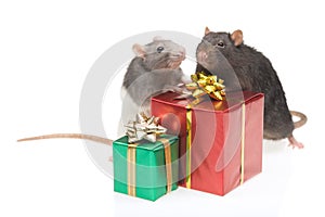 Two rats with wrapped presents