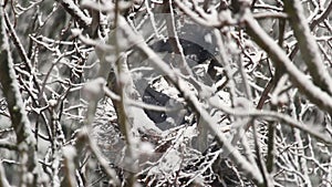 Two raven corvus frugilegus sit in nest at winter, strong snowing
