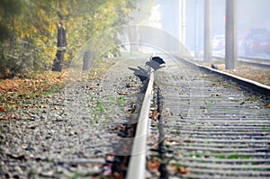 Two raven on the rails