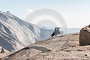 Two ravens enjoying the view from Olmsted Point, Yosemite National Park