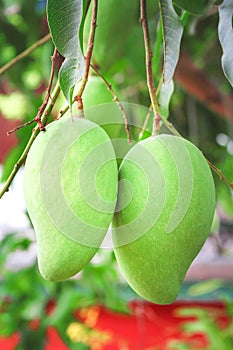 Two raw mango hanging on tree , nature tropical fruit