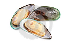 Two raw New Zealand mussels