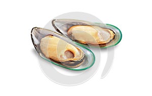 Two raw New Zealand mussels