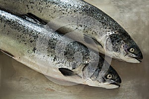 Two raw salmons