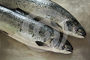 Two raw salmons photo