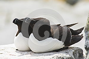 Two Razorbill Auks on Machias Seal Island, Canada