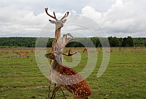 Two reared deer fighting