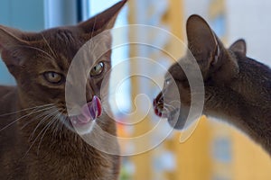 Two red Abyssinian cat kiss