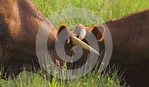 Two Red Angus cattle