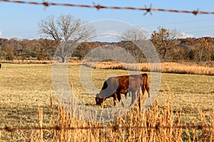 Two red angus yearlings grazing in autumn pasture behind blurred barbed wire fence at golden hour photo