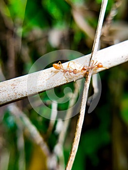 Two red ant team work together on the wood