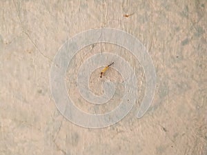 Two red ants fighting for bite of larva with climbing on wall