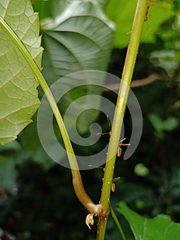 Two red ants looking at camera behind the plant it& x27;s amazing closeup photo of nature insect