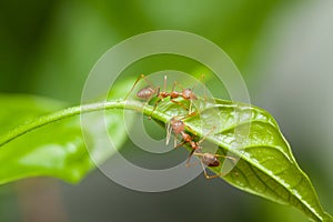 Two red ants walking on green leaf