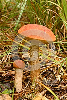 Two red aspen trees grow in the forest. Mushrooms in the forest. Mushroom picking